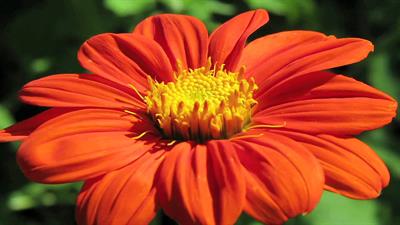 Tithonia rotundifoli